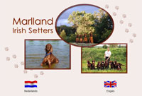 Marlland Ierse Setters